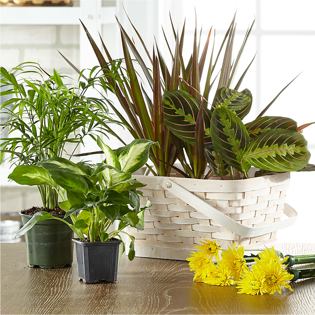 Florist Designed Blooming and Green Plants in a Basket – FLORAL & SILKS, Webster NY
