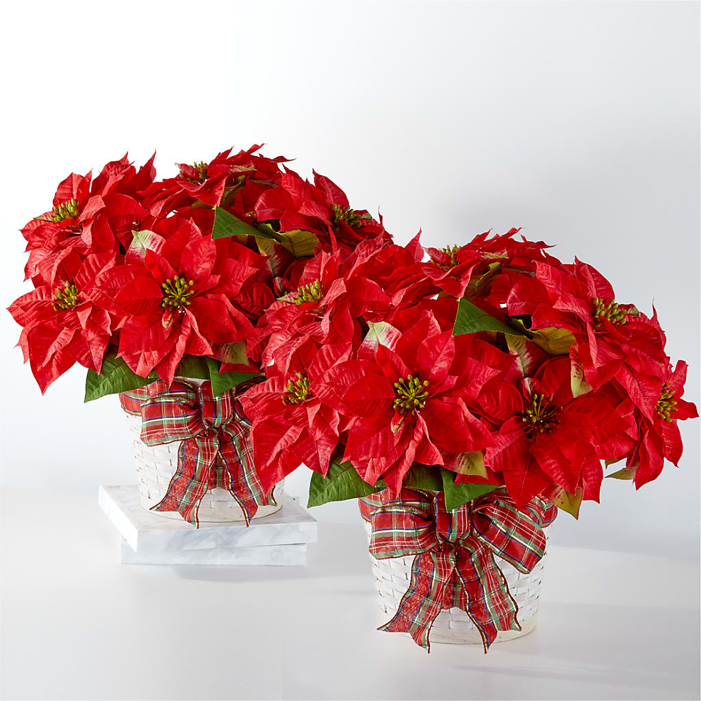 Happiest Holidays Poinsettia Bundle – FLORAL & SILKS, Webster NY