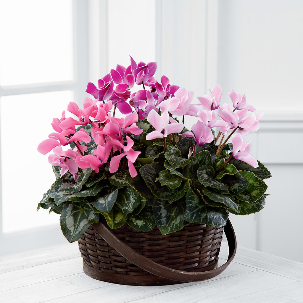 Mixed Cyclamen Planter – FLORAL & SILKS, Webster NY