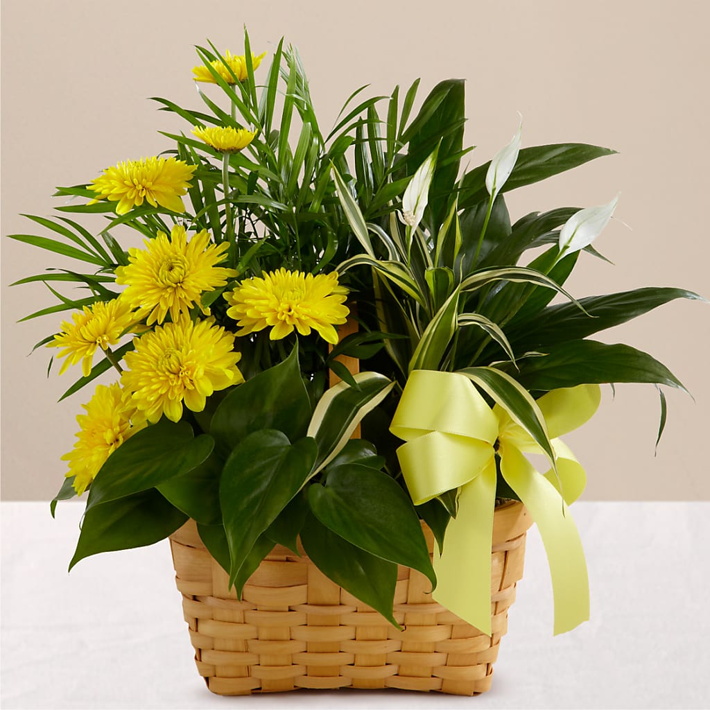 Loving Light Dishgarden – FLORAL & SILKS, Webster NY