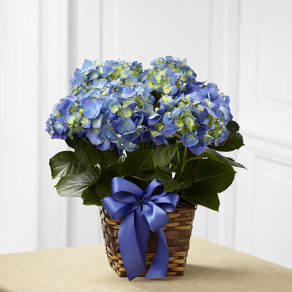 Blue Hydrangea Planter – FLORAL & SILKS, Webster NY