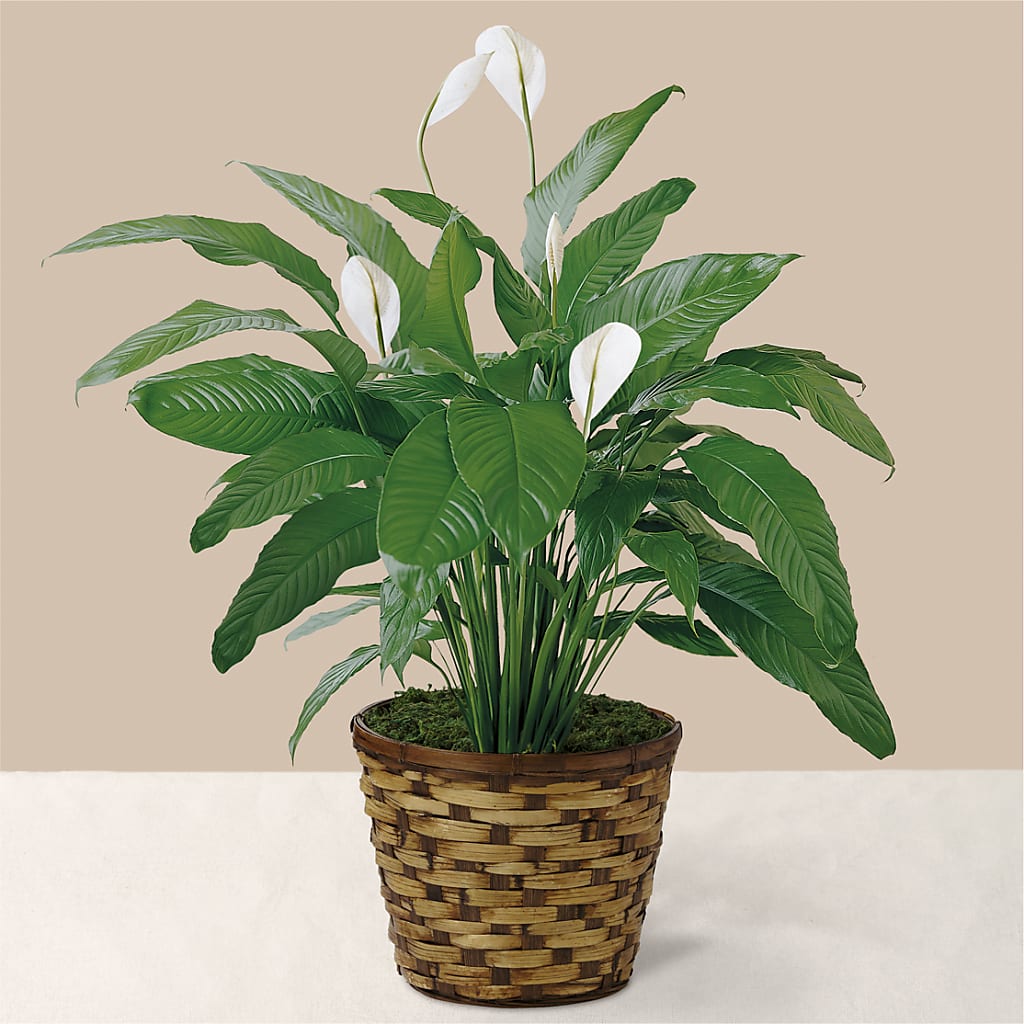 Tranquil Moments Peace Lily Plant – FLORAL & SILKS, Webster NY