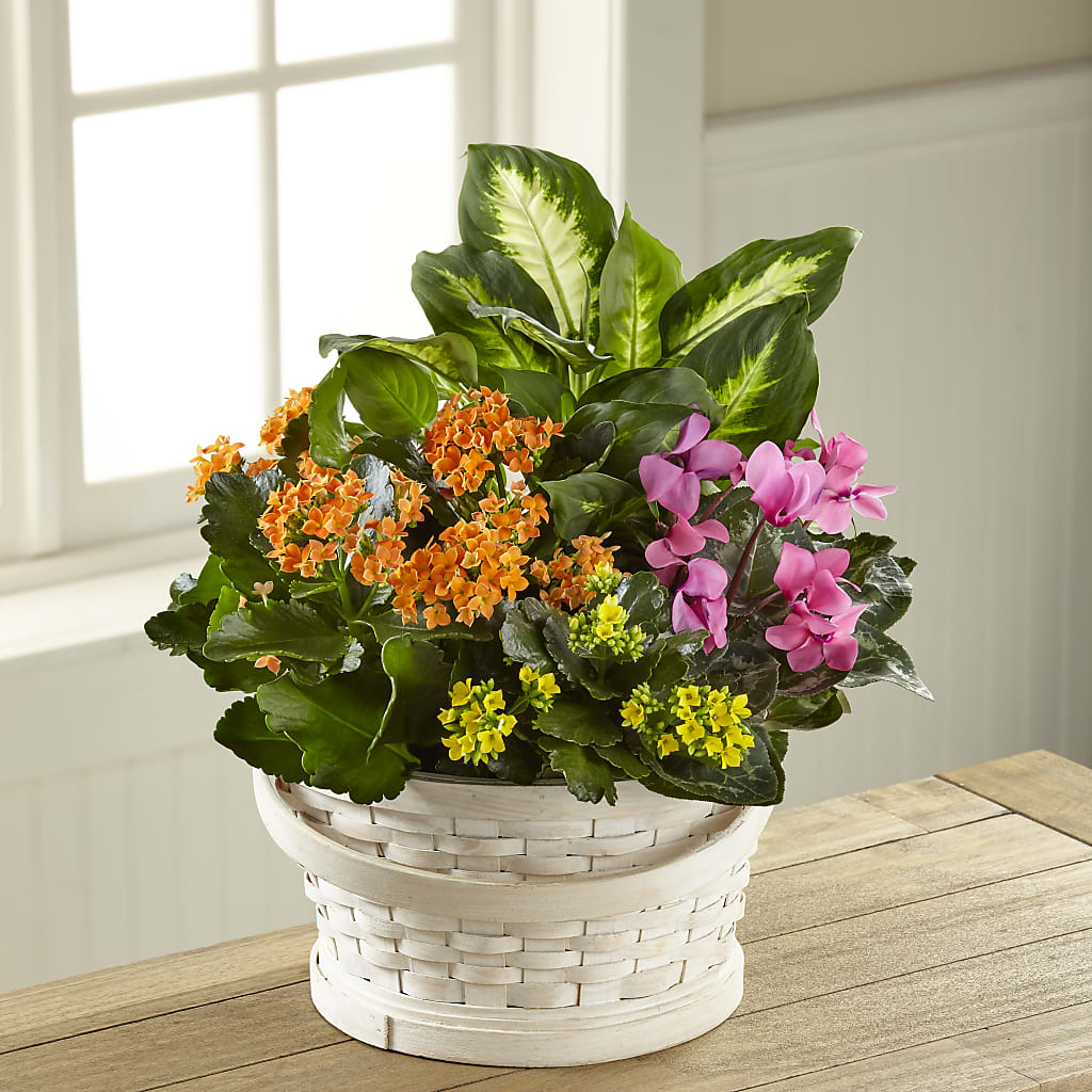 Color Crush Dishgarden – FLORAL & SILKS, Webster NY