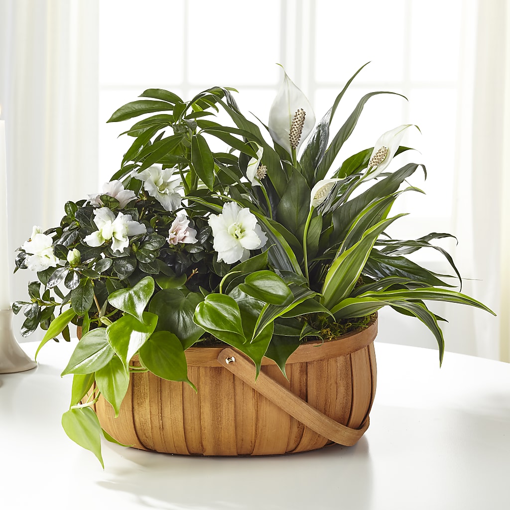 Serene Dishgarden – FLORAL & SILKS, Webster NY