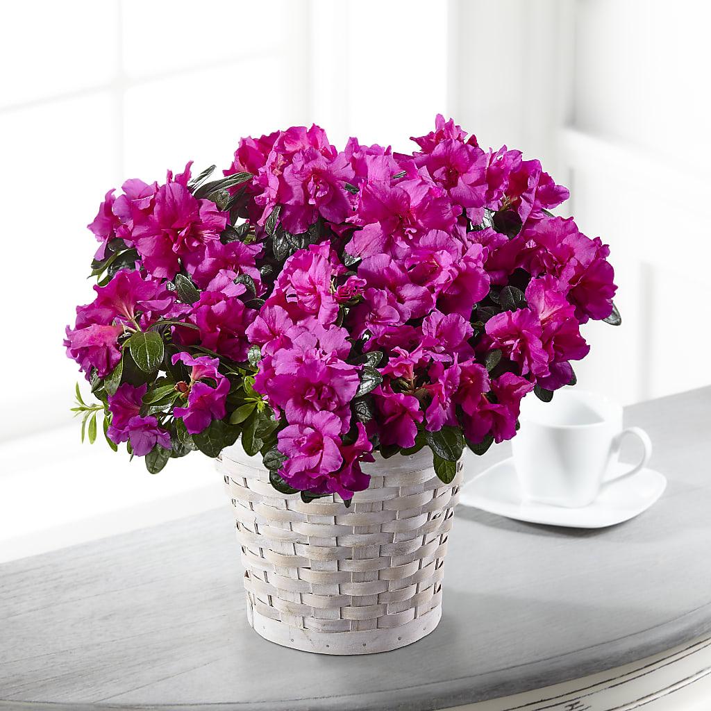 Hope & Serenity Azalea Plant – FLORAL & SILKS, Webster NY