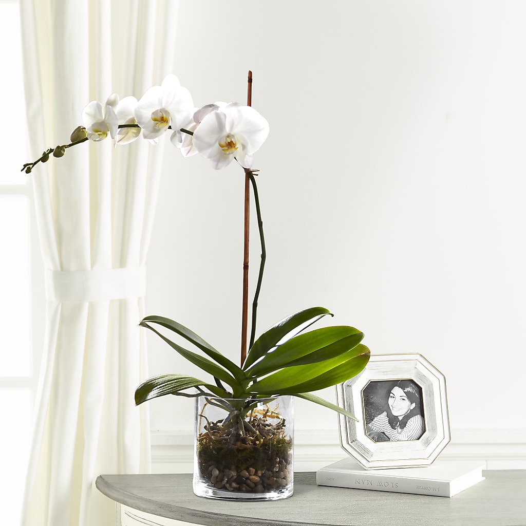 White Orchid Planter – FLORAL & SILKS, Webster NY