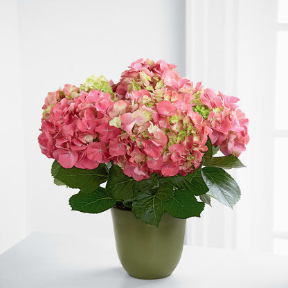 Pink Hydrangea Planter – FLORAL & SILKS, Webster NY