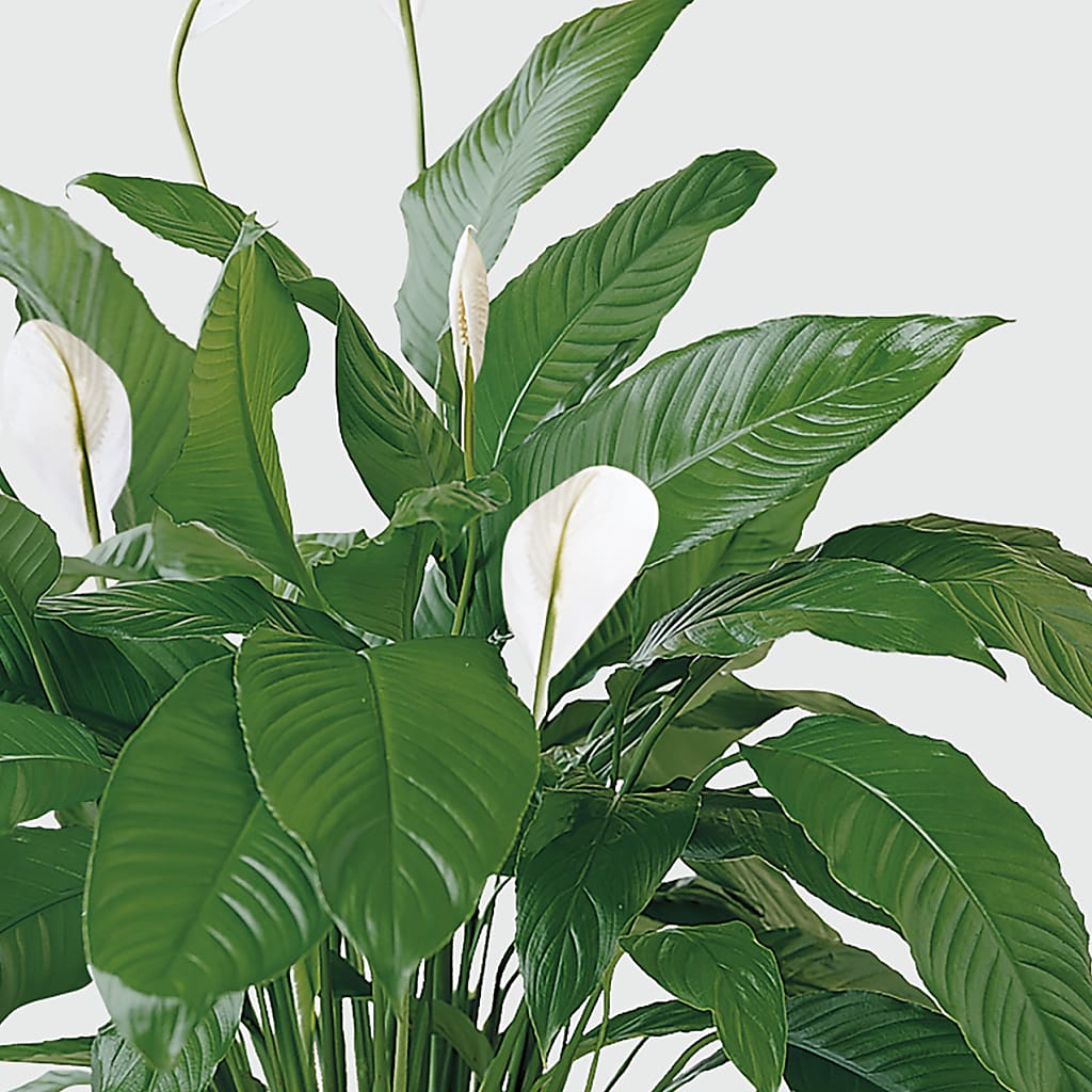 Tranquil Moments Peace Lily Plant – FLORAL & SILKS, Webster NY