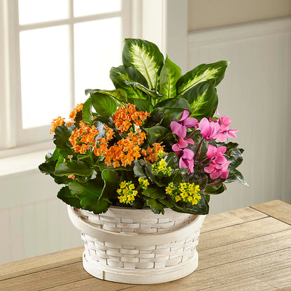Color Crush Dishgarden – FLORAL & SILKS, Webster NY