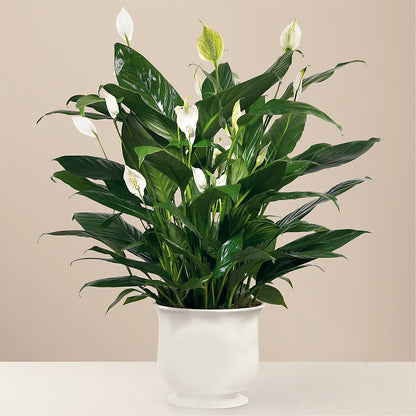 Comfort Planter – FLORAL & SILKS, Webster NY