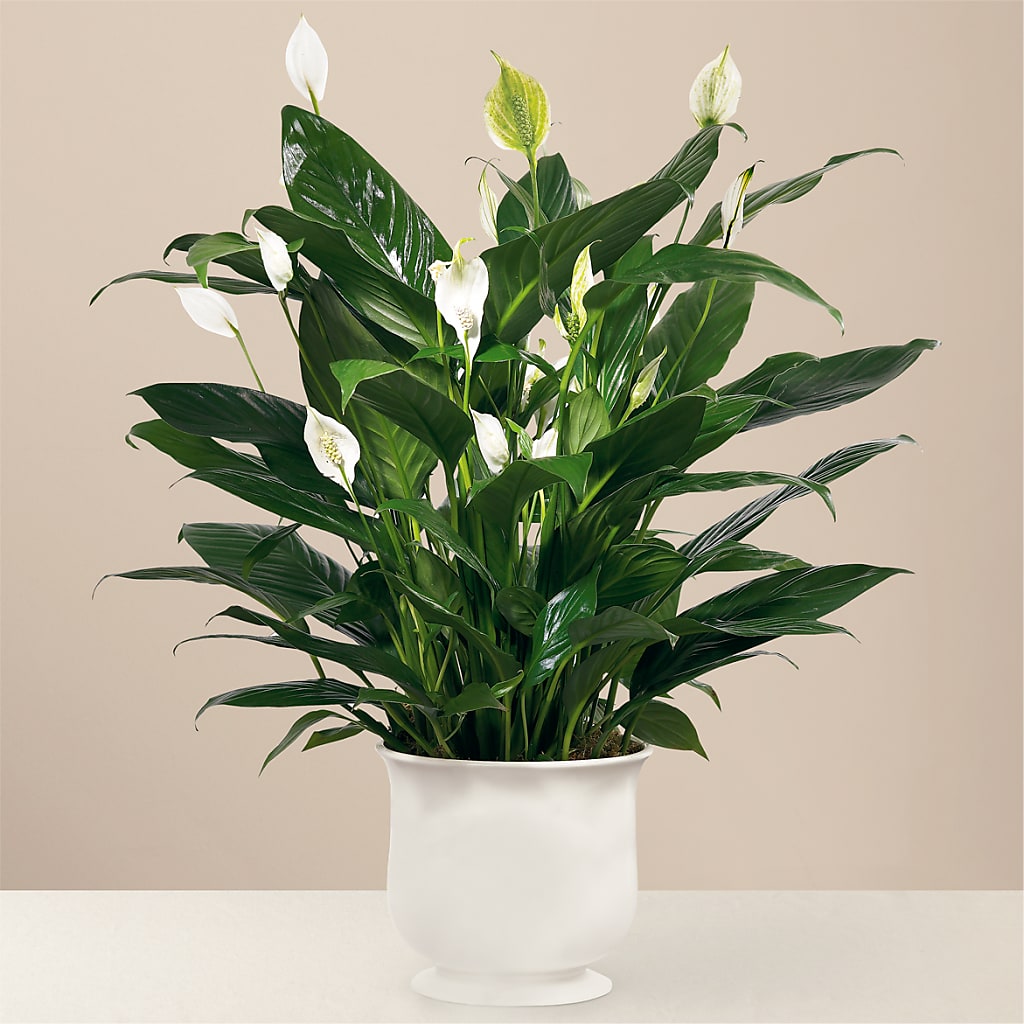 Comfort Planter – FLORAL & SILKS, Webster NY