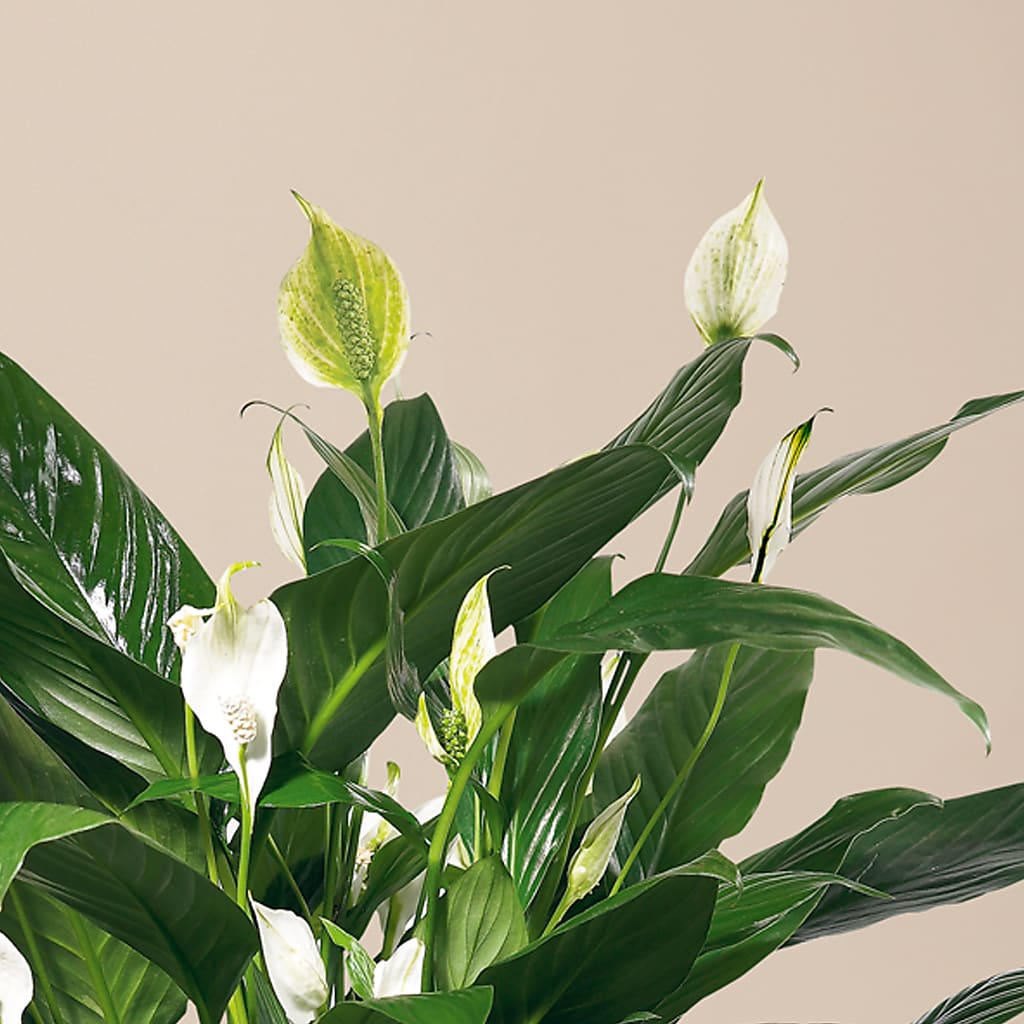 Comfort Planter – FLORAL & SILKS, Webster NY