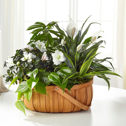 Serene Dishgarden – FLORAL & SILKS, Webster NY