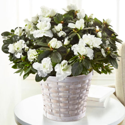 White Azalea Plant – FLORAL & SILKS, Webster NY