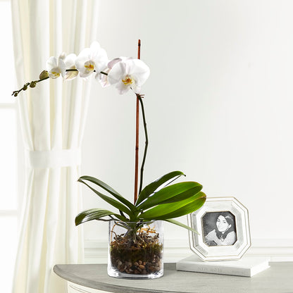 White Orchid Planter – FLORAL & SILKS, Webster NY