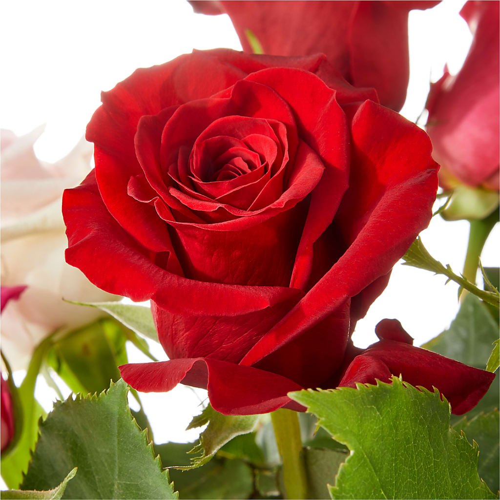 Love Notes Rose Bouquet – FLORAL & SILKS, Webster NY